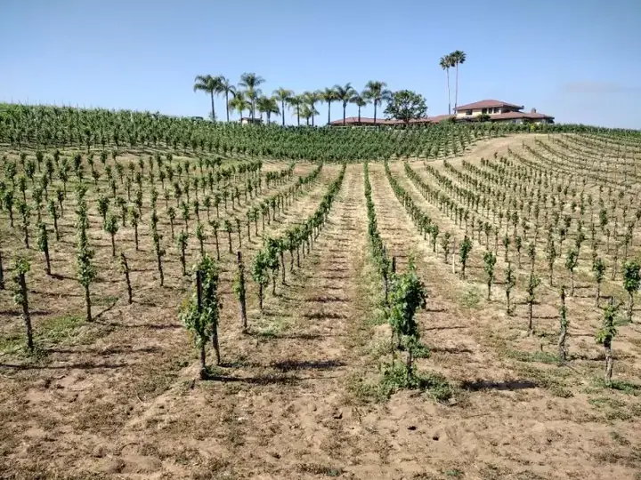 Domaine viticole du Roussillon avec rangées de vignes et bâtisse entretenue par DMR Nettoyage