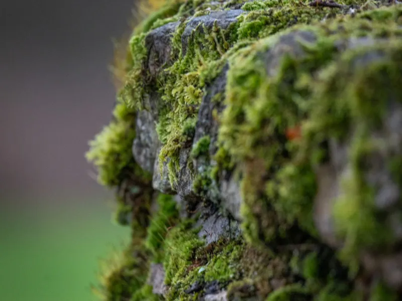 Mousses et lichens sur une pierre, traités après nettoyage haute pression